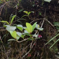 Medinilla fuchsioides Gardner